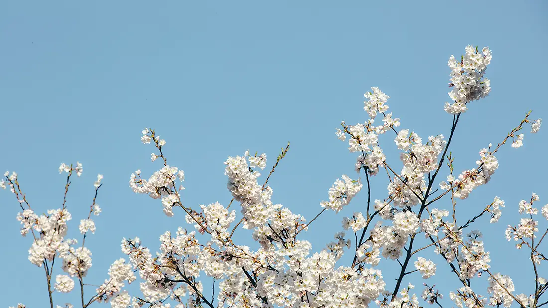 Floraison éthique : des fleurs de cerisier pour illustrer la beauté et la transparence en SaaS