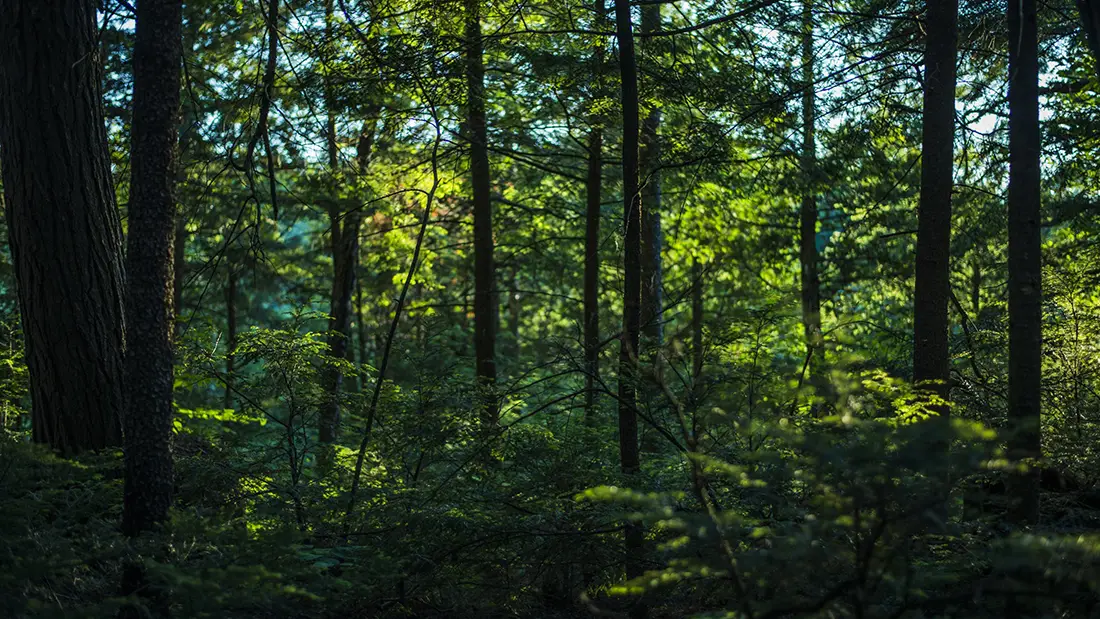 Green UX and Forest